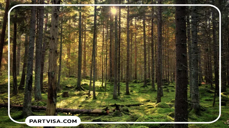 آسنن – یکی از جنگل‌های قدرتمند متعدد سوئد