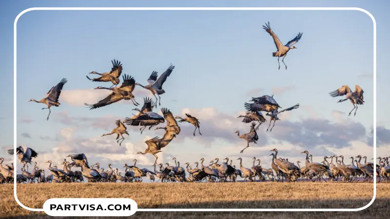 رقص پرندگان در دریاچه هورنبورگاسیون
