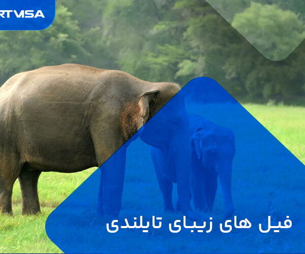 حیات وحش تایلند